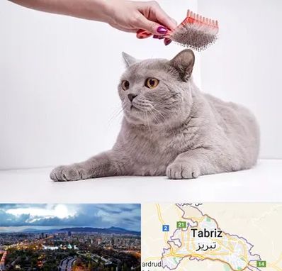 آرایشگاه گربه در تبریز