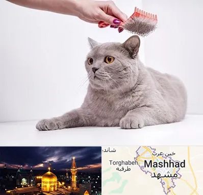 آرایشگاه گربه در مشهد