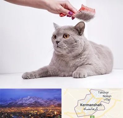 آرایشگاه گربه در کرمانشاه