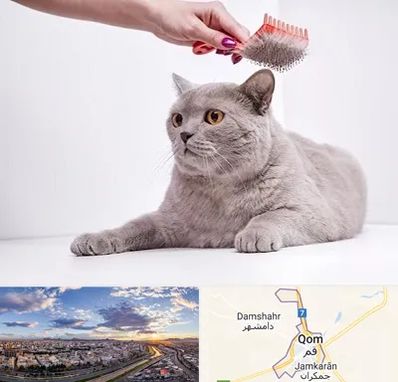 آرایشگاه گربه در قم