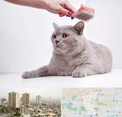آرایشگاه گربه در منطقه 5 تهران