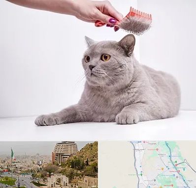 آرایشگاه گربه در فرهنگ شهر شیراز