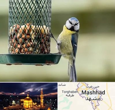 فروشگاه غذای پرندگان در مشهد