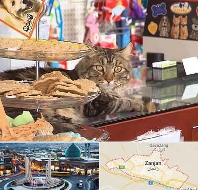 فروشگاه لوازم گربه در زنجان