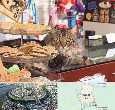 فروشگاه لوازم گربه در بابل