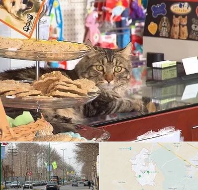 فروشگاه لوازم گربه در نظرآباد کرج