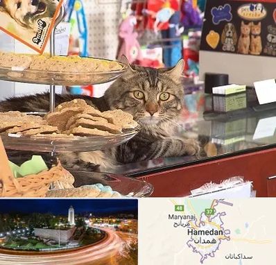 فروشگاه لوازم گربه در همدان