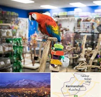 فروشگاه لوازم پرندگان در کرمانشاه