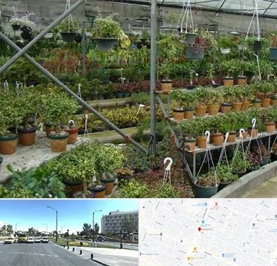 بازار گل و گیاه در بلوار کلاهدوز مشهد