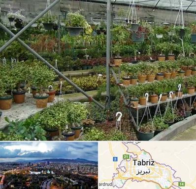 بازار گل و گیاه در تبریز