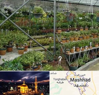 بازار گل و گیاه در مشهد