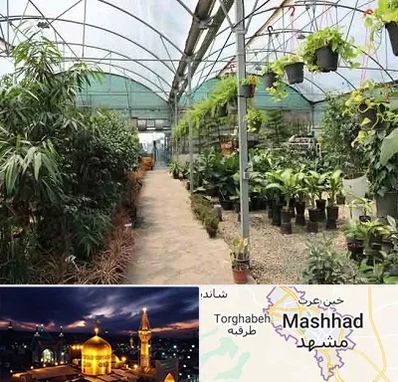 مرکز فروش گل و گیاه در مشهد