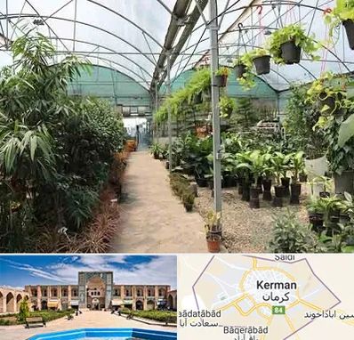 مرکز فروش گل و گیاه در کرمان