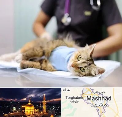 عقیم سازی گربه در مشهد