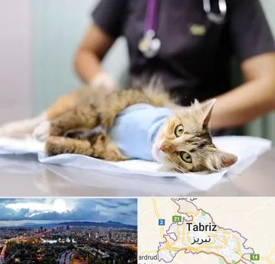 عقیم سازی گربه در تبریز