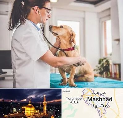 عقیم سازی سگ در مشهد