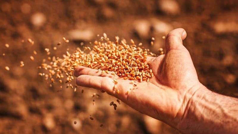 خرید بذر کشاورزی از فروشگاه اینترنتی جوانه سبز فدک