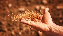خرید بذر کشاورزی از فروشگاه اینترنتی جوانه سبز فدک