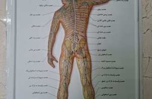 ماساژ تخصصی (در منزل شما)