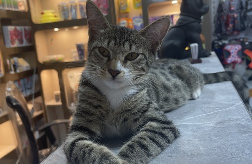دامپزشکی رشت وت