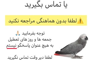 کلینیک پرندگان