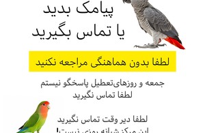 کلینیک پرندگان