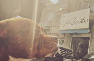  دامپزشکی حیوانات خانگی دکتر فطین آذر